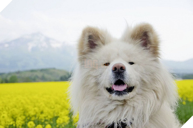 Wasao - chú chó lông dài nổi tiếng, từng là đại sứ du lịch Nhật Bản, trưởng ga tàu đã qua đời ở tuổi 13 - Ảnh 1.