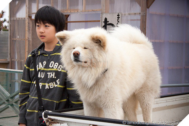 Wasao - chú chó lông dài nổi tiếng, từng là đại sứ du lịch Nhật Bản, trưởng ga tàu đã qua đời ở tuổi 13 - Ảnh 3.