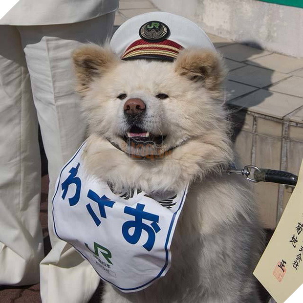 Wasao - chú chó lông dài nổi tiếng, từng là đại sứ du lịch Nhật Bản, trưởng ga tàu đã qua đời ở tuổi 13 - Ảnh 4.