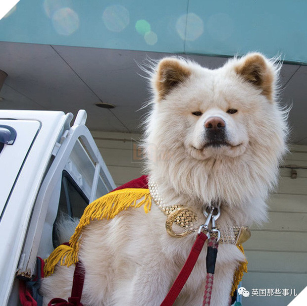 Wasao - chú chó lông dài nổi tiếng, từng là đại sứ du lịch Nhật Bản, trưởng ga tàu đã qua đời ở tuổi 13 - Ảnh 6.