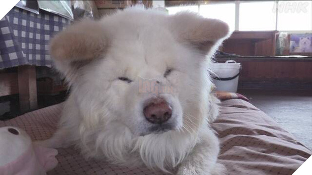 Wasao - chú chó lông dài nổi tiếng, từng là đại sứ du lịch Nhật Bản, trưởng ga tàu đã qua đời ở tuổi 13 - Ảnh 7.