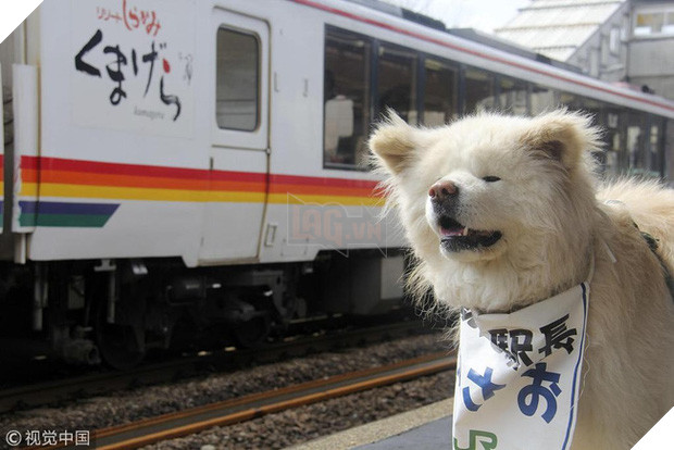 Wasao - chú chó lông dài nổi tiếng, từng là đại sứ du lịch Nhật Bản, trưởng ga tàu đã qua đời ở tuổi 13 - Ảnh 8.