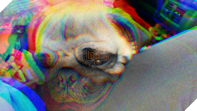 Ăn nấm ảo trong phân người, chó pug ốm đến nhập viện - Ảnh 2.