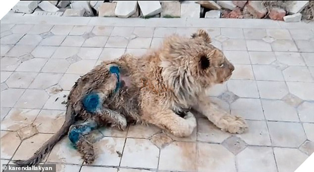 Simba was starving and close to death when he was saved by rescuers and is now learning to walk again