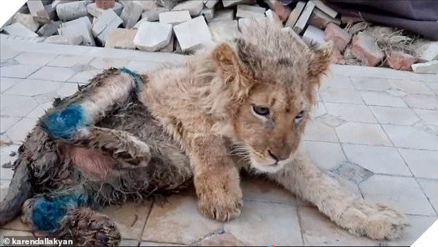 Rescuers discovered the cub with mangled legs at distorted angles and covered in dirt