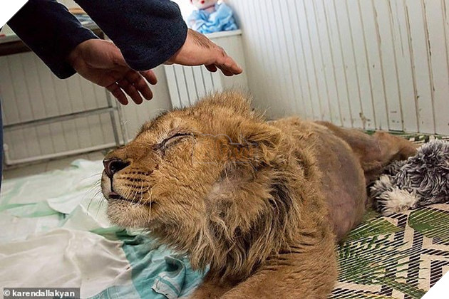 Simba cranes his neck up for a friendly scratch. He has made a miraculous recovery despite being on the brink of death at the time he was rescued