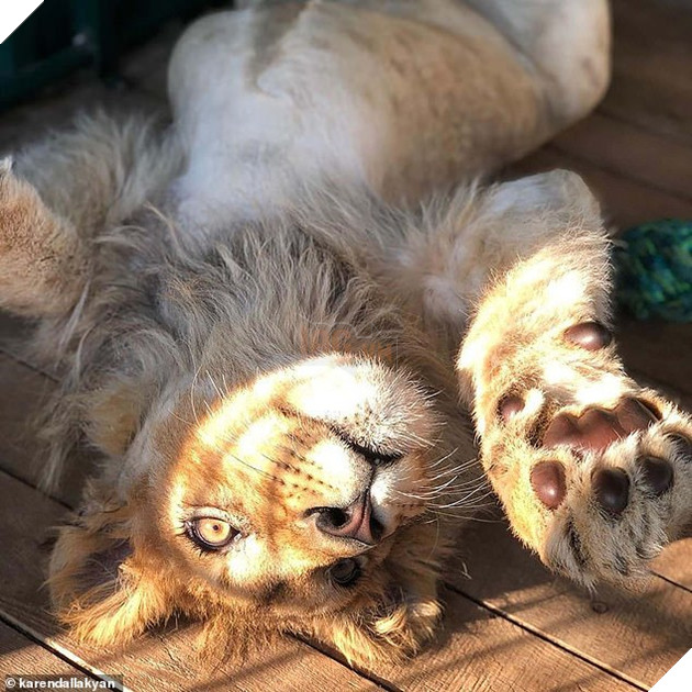 Vladimir Putin was so shocked that he personally ordered a criminal probe into the cruelty faced by Simba, who is pictured above after recovering from surgery