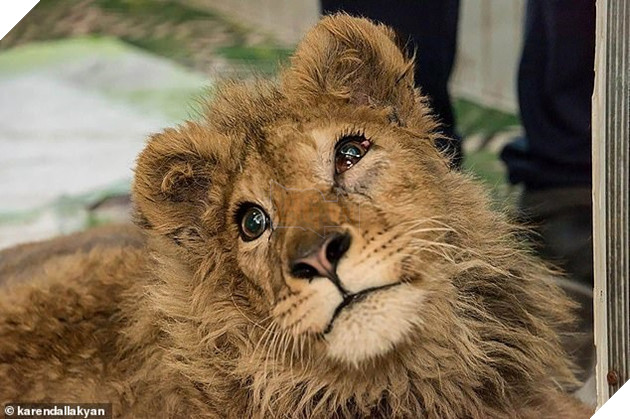 Simba's life was saved by a specialist vet who said he had suffered 'an ocean of pain from humans'. He is pictured above after having life-saving surgery