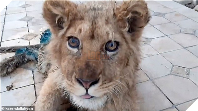 The cub pokes its tongue out in a picture taken by his rescuers prior to having life-saving surgery