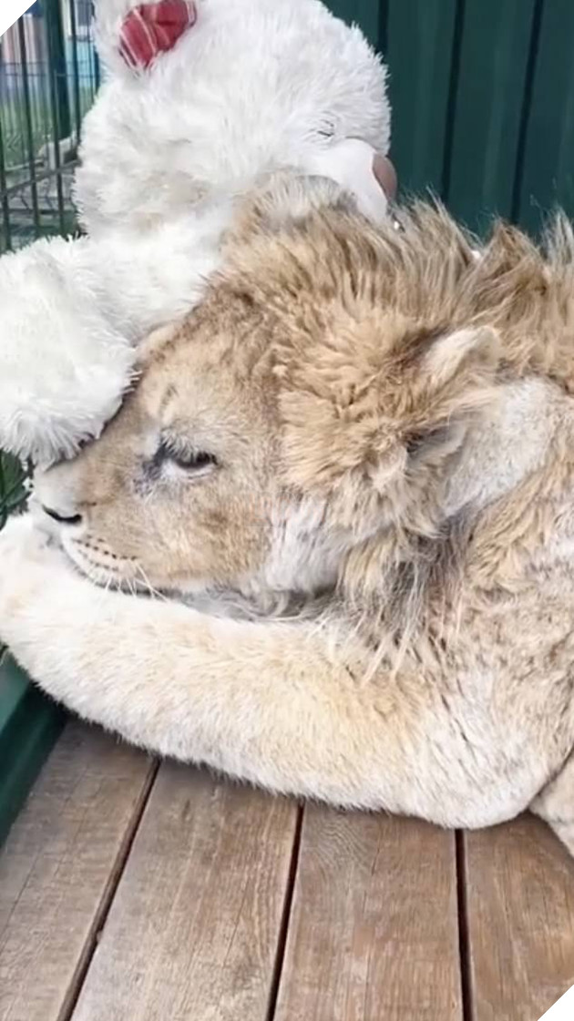A healthier, fluffier Simba snuggles up to his toy teddy bear in his cage
