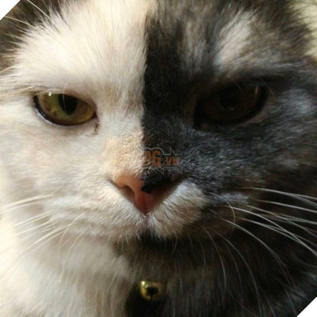 Dân mạng phát cuồng vì bé mèo 2 mặt ú na ú nần đến từ Thái Lan 9