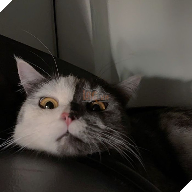 Dân mạng phát cuồng vì bé mèo 2 mặt ú na ú nần đến từ Thái Lan 10