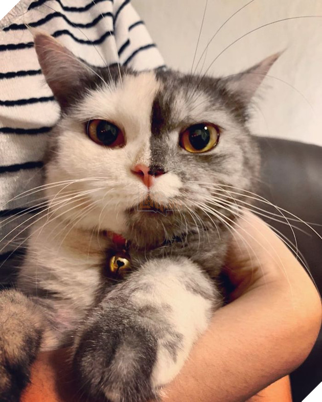Dân mạng phát cuồng vì bé mèo 2 mặt ú na ú nần đến từ Thái Lan 2