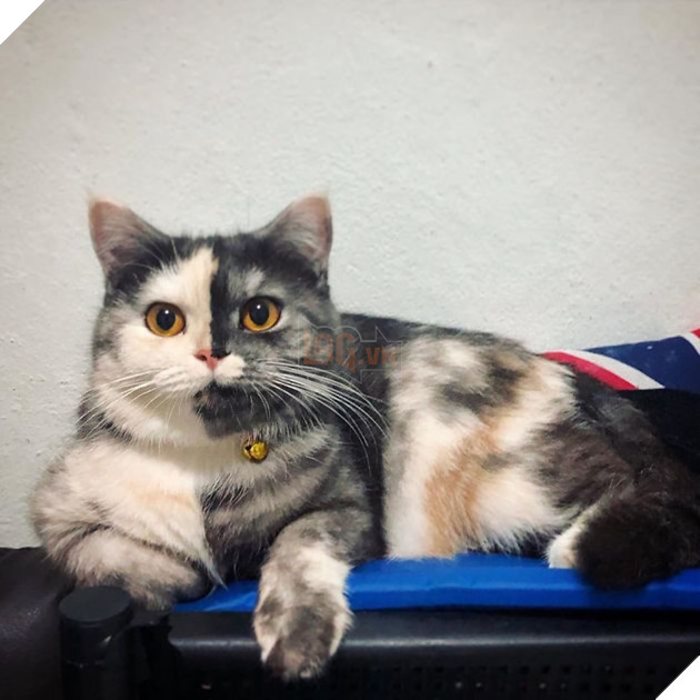 Dân mạng phát cuồng vì bé mèo 2 mặt ú na ú nần đến từ Thái Lan 12