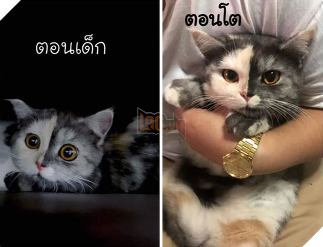 Dân mạng phát cuồng vì bé mèo &quot;2 mặt&quot; ú na ú nần đến từ Thái Lan - Ảnh 4.