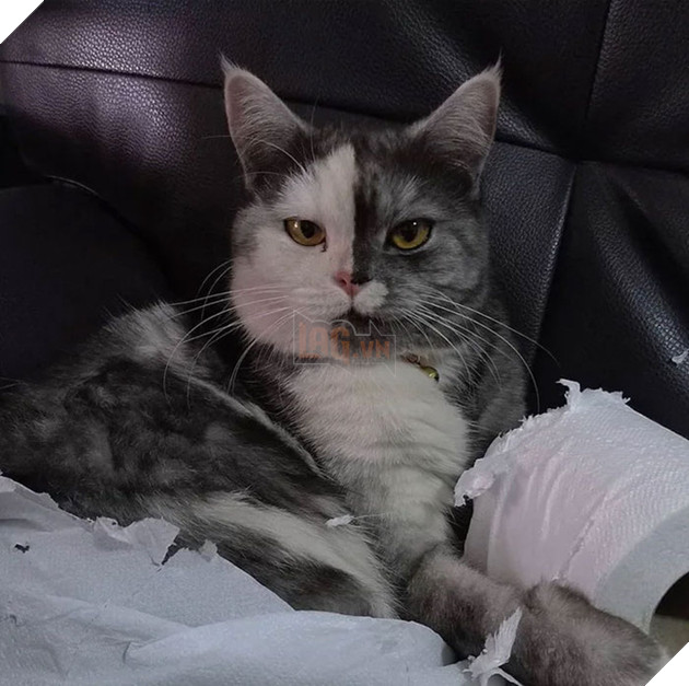 Dân mạng phát cuồng vì bé mèo &quot;2 mặt&quot; ú na ú nần đến từ Thái Lan - Ảnh 6.