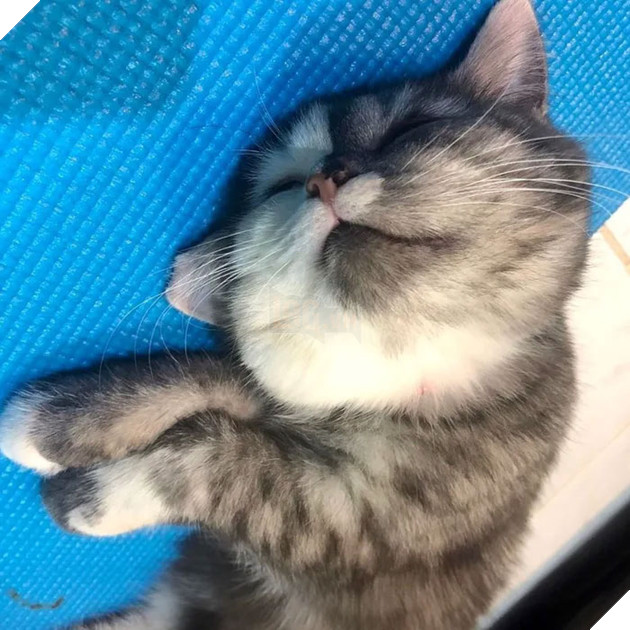 Dân mạng phát cuồng vì bé mèo 2 mặt ú na ú nần đến từ Thái Lan 3