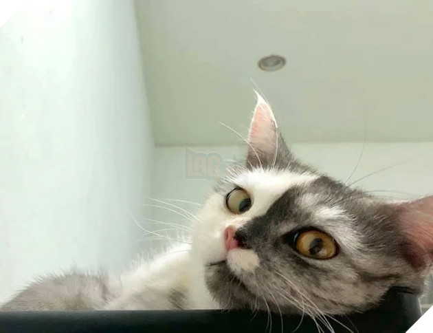 Dân mạng phát cuồng vì bé mèo 2 mặt ú na ú nần đến từ Thái Lan 14