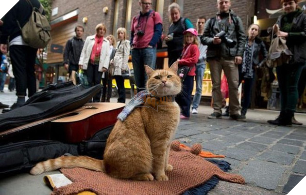 Chú mèo đường phố Bob qua đời ở tuổi 14 3