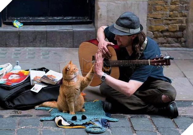 Chú mèo đường phố Bob qua đời ở tuổi 14