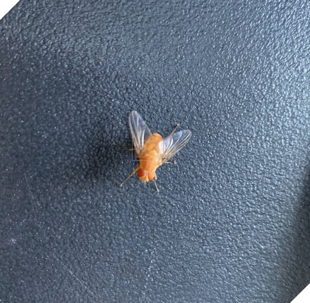 Chú hải cẩu lông vàng trông như Pikachu gây xôn xao MXH khiến dân mạng hoang mang không biết là hàng thật hay đồ giả - Ảnh 8.