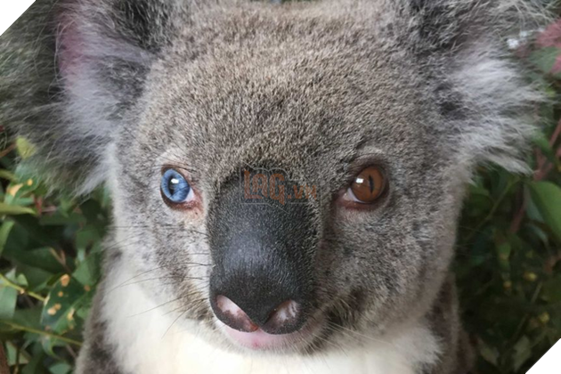 Chú hải cẩu lông vàng trông như Pikachu gây xôn xao MXH khiến dân mạng hoang mang không biết là hàng thật hay đồ giả - Ảnh 9.