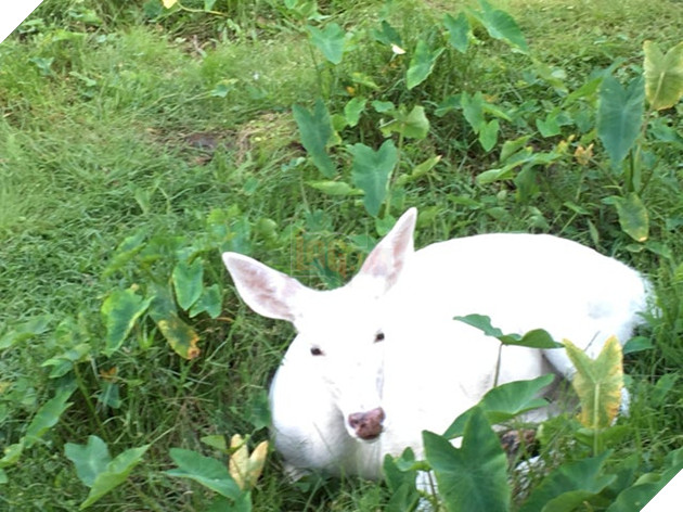 Chú hải cẩu lông vàng trông như Pikachu gây xôn xao MXH khiến dân mạng hoang mang không biết là hàng thật hay đồ giả - Ảnh 3.