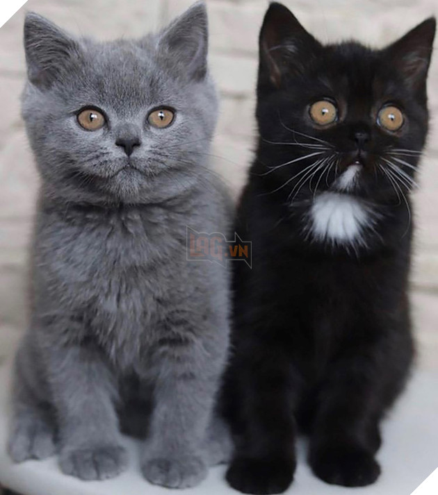 Mèo bố &quot;2 mặt&quot; đẹp trai lai láng nhưng 2 hậu duệ mới là sự di truyền hoàn hảo - Ảnh 2.