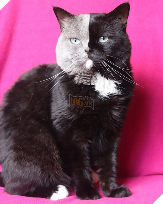 Mèo bố &quot;2 mặt&quot; đẹp trai lai láng nhưng 2 hậu duệ mới là sự di truyền hoàn hảo - Ảnh 1.