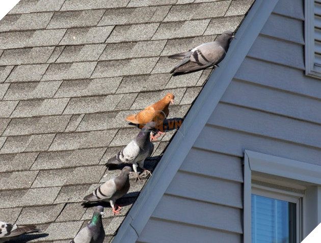 Chú hải cẩu lông vàng trông như Pikachu gây xôn xao MXH khiến dân mạng hoang mang không biết là hàng thật hay đồ giả - Ảnh 4.