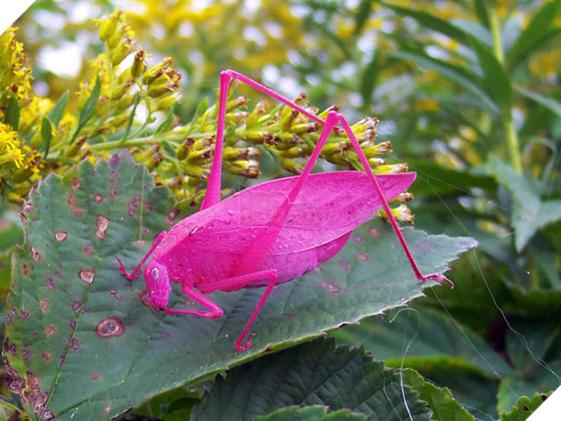 Chú hải cẩu lông vàng trông như Pikachu gây xôn xao MXH khiến dân mạng hoang mang không biết là hàng thật hay đồ giả - Ảnh 2.