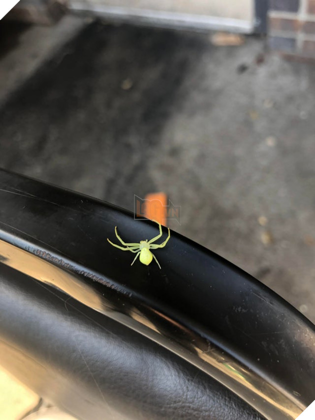 Chú hải cẩu lông vàng trông như Pikachu gây xôn xao MXH khiến dân mạng hoang mang không biết là hàng thật hay đồ giả - Ảnh 6.