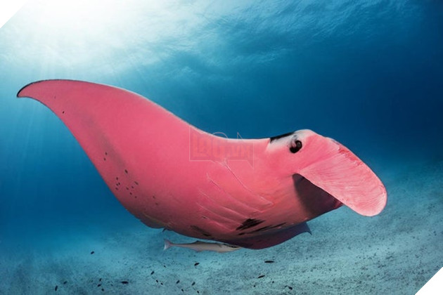 Chú hải cẩu lông vàng trông như Pikachu gây xôn xao MXH khiến dân mạng hoang mang không biết là hàng thật hay đồ giả - Ảnh 5.