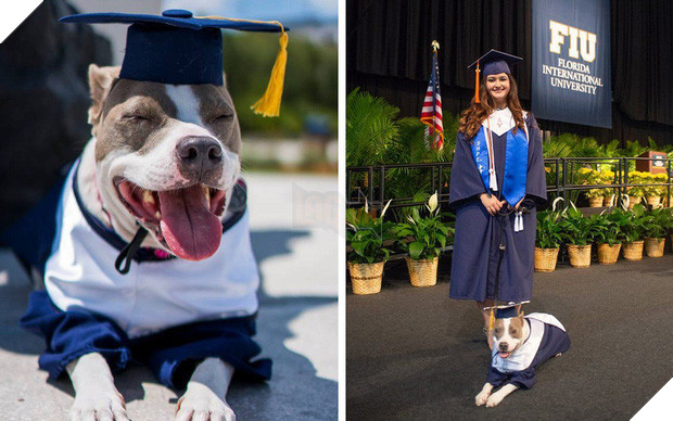 Đi học đều hơn cả chủ, chú chó được trường đại học trao bằng cử nhân danh giá 2