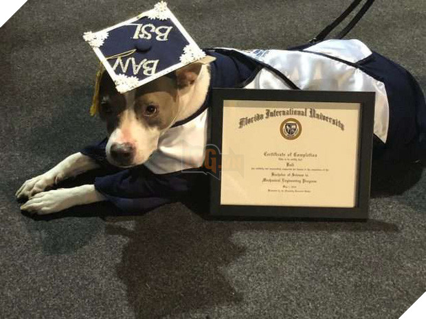 Đi học đều hơn cả chủ, chú chó được trường đại học trao bằng cử nhân danh giá 3