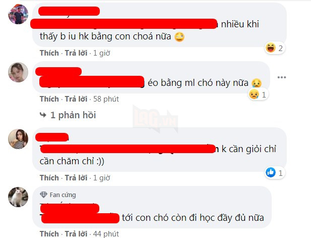 Đi học đều hơn cả chủ, chú chó được trường đại học trao bằng cử nhân danh giá 6