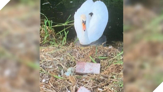 Thiên nga mẹ tan vỡ trái tim và chết gục vì bạn đời bỏ đi, những quả trứng bị trẻ con dùng gạch đập nát - Ảnh 2.