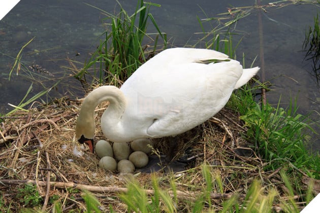 Thiên nga mẹ tan vỡ trái tim và chết gục vì bạn đời bỏ đi, những quả trứng bị trẻ con dùng gạch đập nát - Ảnh 3.
