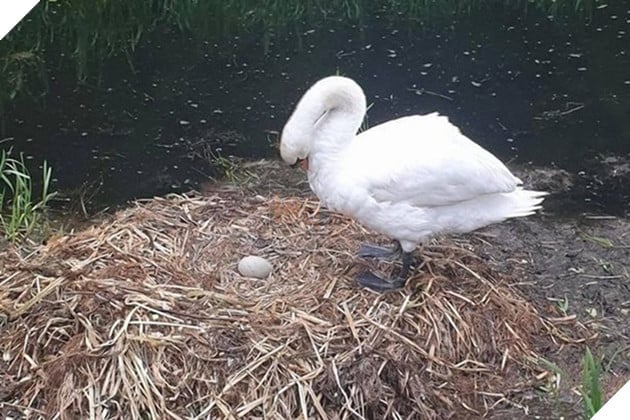 Thiên nga mẹ tan vỡ trái tim và chết gục vì bạn đời bỏ đi, những quả trứng bị trẻ con dùng gạch đập nát - Ảnh 1.