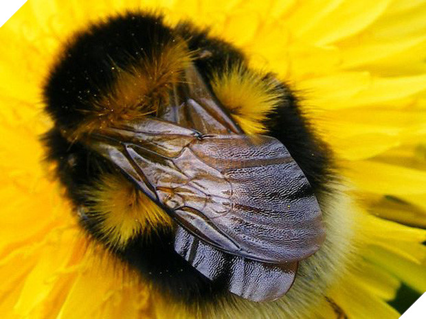 Chú ong bị thần heo nhập, chăm chỉ hút mật đến độ béo ục ịch không cất nổi cánh bay! - Ảnh 2.