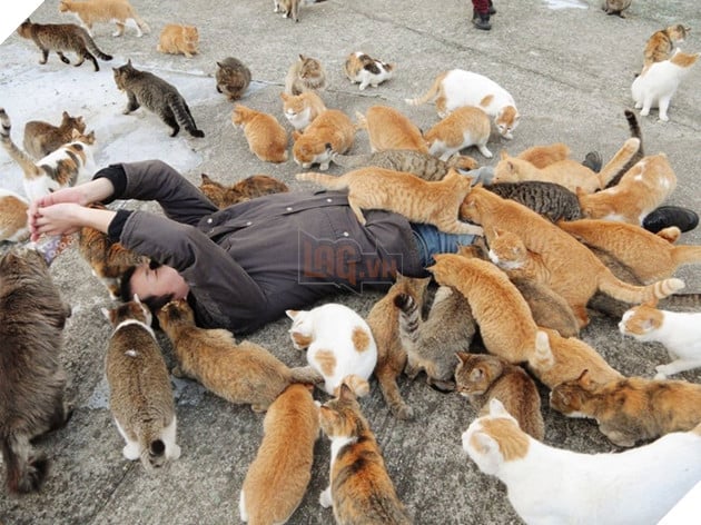 Giải mã những cái chết bí ẩn trên đảo mèo nổi tiếng Nhật Bản