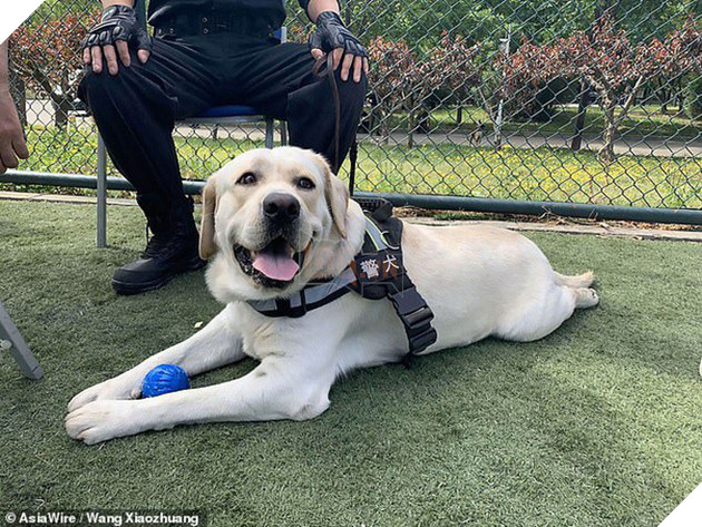 Cảnh khuyển về hưu mắc kẹt v&#224;o ghế ở c&#244;ng vi&#234;n v&#236; qu&#225;... thừa c&#226;n khiến cư d&#226;n mạng vừa buồn cười vừa thương - Ảnh 3.