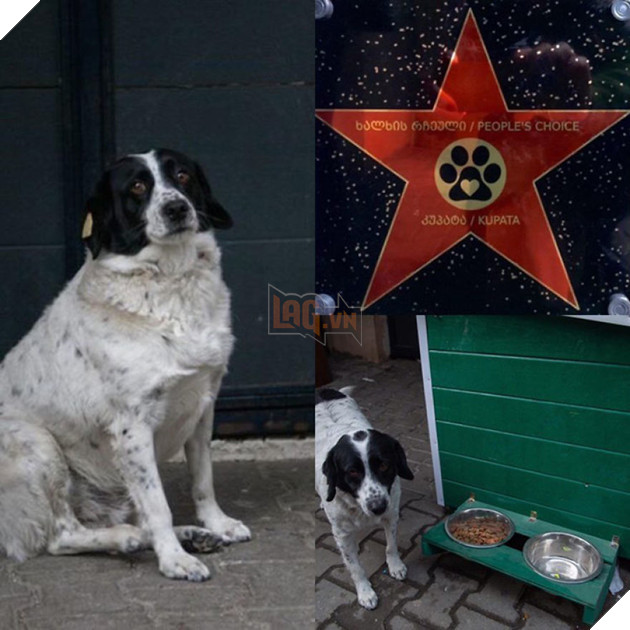 Cảm động câu chuyện chú chó luôn dẫn trẻ em qua đường mỗi ngày