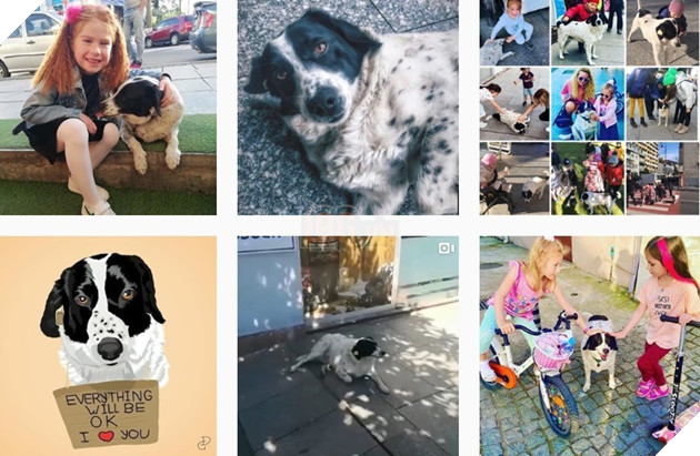 Cảm động câu chuyện chú chó luôn dẫn trẻ em qua đường mỗi ngày