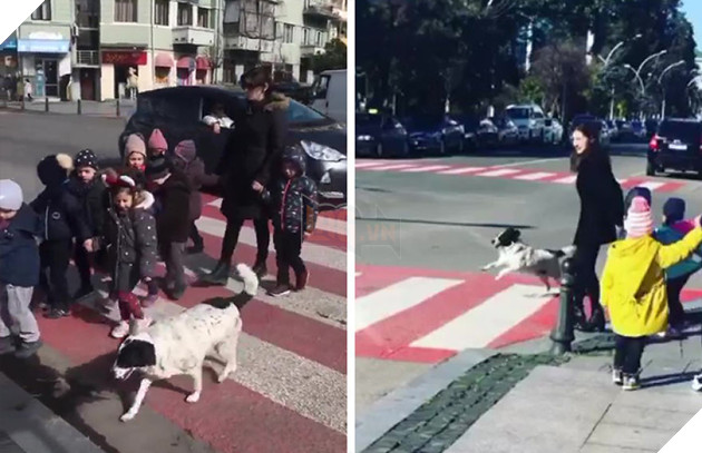 Cảm động câu chuyện chú chó luôn dẫn trẻ em qua đường mỗi ngày