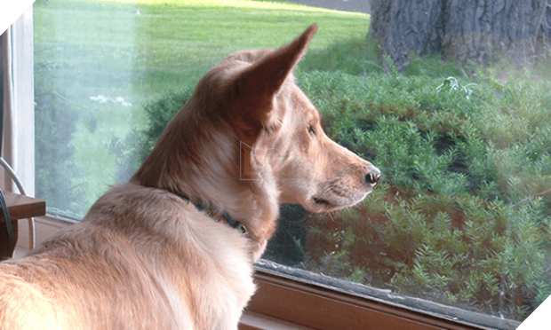 Chú chó đều đặn 3 lần một ngày nhìn ra cửa sổ suốt 6 tháng liền bỗng dừng hẳn rồi sinh trầm cảm, chủ tìm hiểu mới biết lý do tại sao - Ảnh 1.