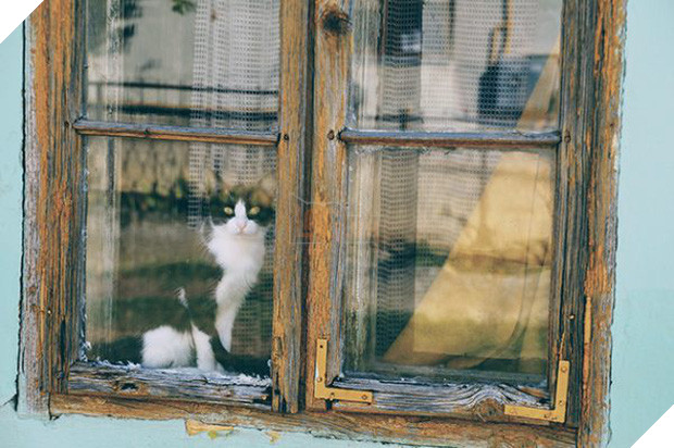 Chú chó đều đặn 3 lần một ngày nhìn ra cửa sổ suốt 6 tháng liền bỗng dừng hẳn rồi sinh trầm cảm, chủ tìm hiểu mới biết lý do tại sao - Ảnh 2.