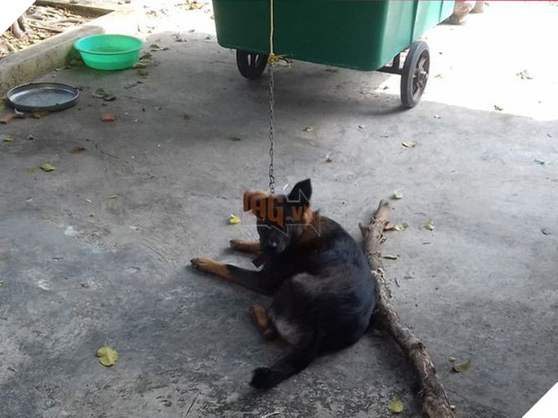 Hy hữu: Chú chó bị 2 gia đình tranh chấp quyền nuôi dưỡng, tăng cân vù vù khi bị tạm giữ tại trụ sở công an - Ảnh 1.