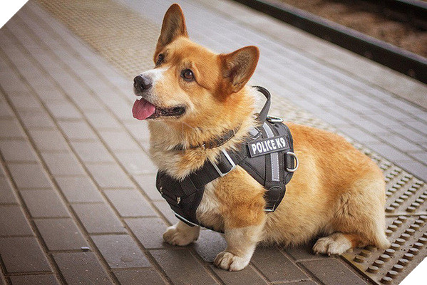 Sau 7 năm cống hiến thanh xuân cho ngành cảnh sát, cuối cùng soái cẩu nghiệp vụ Corgi duy nhất tại Nga đã nghỉ hưu khiến bao người tiếc nuối - Ảnh 1.