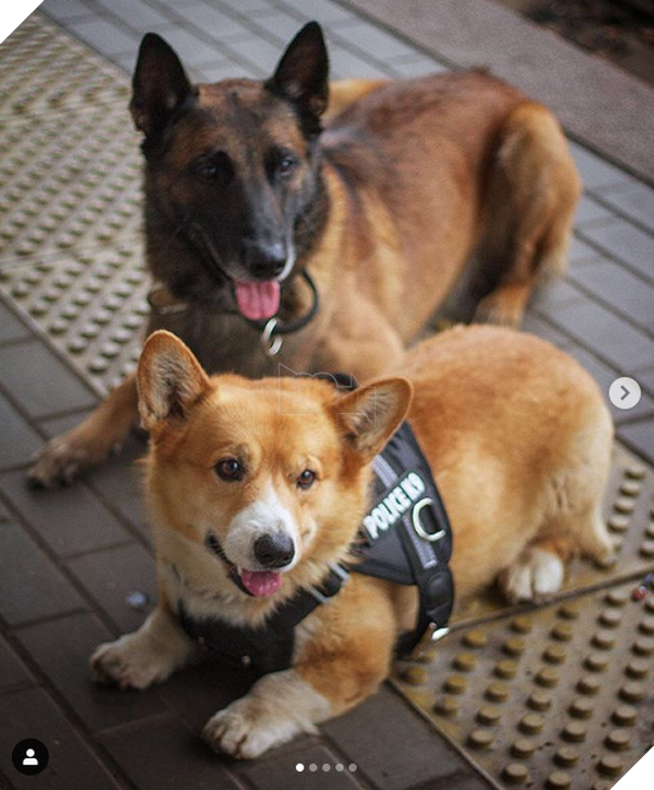 Sau 7 năm cống hiến thanh xu&#226;n cho ng&#224;nh cảnh s&#225;t, cuối c&#249;ng &amp;quot;so&#225;i cẩu&amp;quot; nghiệp vụ Corgi duy nhất tại Nga đ&#227; nghỉ hưu khiến bao người tiếc nuối - Ảnh 2.